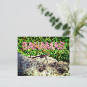 バハマトカゲ ポストカード (スタンド正面)