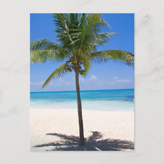 バハマパームツリー ポストカード (正面)