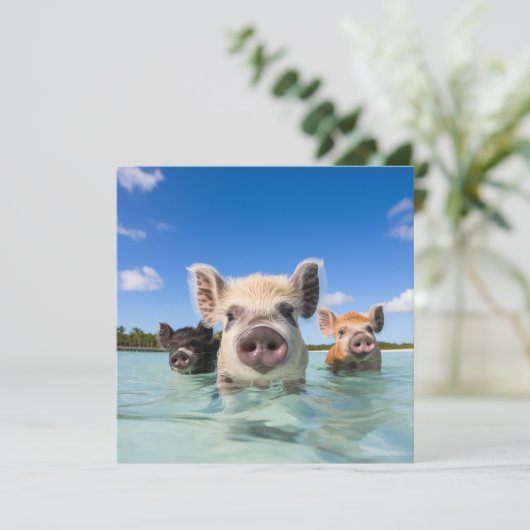 バハマ泳ぐ豚2024 招待状 (スタンド正面)