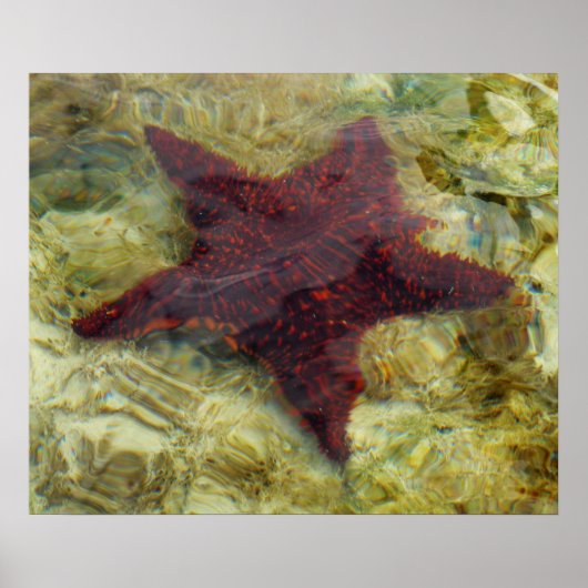 バハマ諸島の海中のヒトデ ポスター (正面)