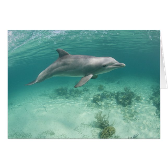 バハマ、グランドバハマ島、フリーポート、捕虜6 (正面横)