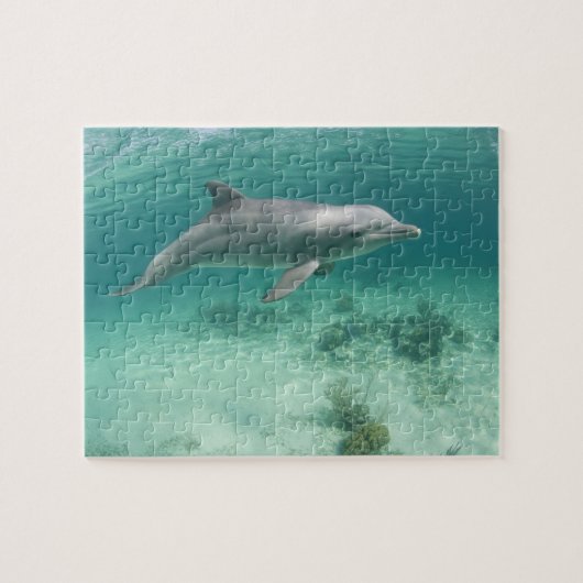 バハマ、グランドバハマ島、フリーポート、捕虜6 ジグソーパズル (横)