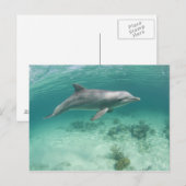 バハマ、グランドバハマ島、フリーポート、捕虜6 ポストカード (正面/裏面)