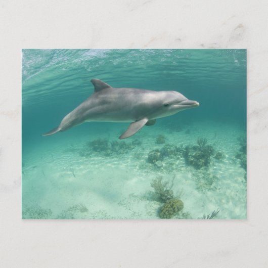 バハマ、グランドバハマ島、フリーポート、捕虜6 ポストカード (正面)