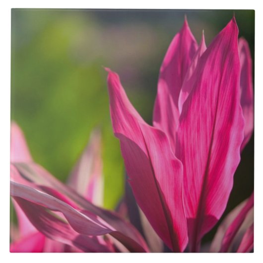 バハマ、ナッソー島、ニュープロビデンス島：パラダイス タイル (正面)