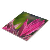 バハマ、ナッソー島、ニュープロビデンス島：パラダイス タイル (側面)