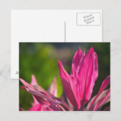 バハマ、ナッソー島：パラダイス ポストカード (正面/裏面)