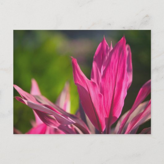 バハマ、ナッソー島：パラダイス ポストカード (正面)