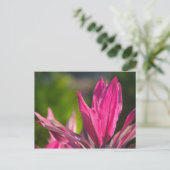 バハマ、ナッソー島：パラダイス ポストカード (スタンド正面)