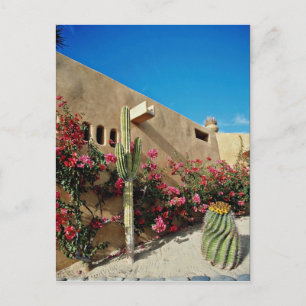 バハ,メキシコの花Cabo San Lucas ポストカード