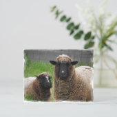 ババブラックシープ ポストカード (スタンド正面)