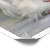 バフとホワイト、ルンカルヤ、モルモット顔 ポスター (角)