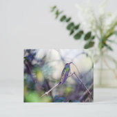 バフ腹のポストカード ポストカード (スタンド正面)