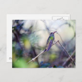 バフ腹のポストカード ポストカード (正面/裏面)