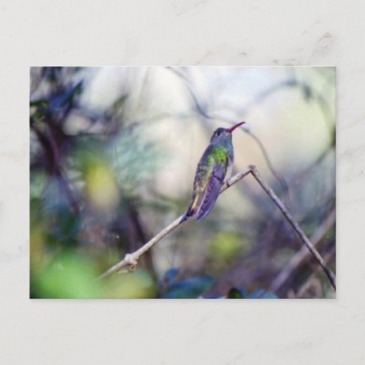 バフ腹のポストカード ポストカード (正面)