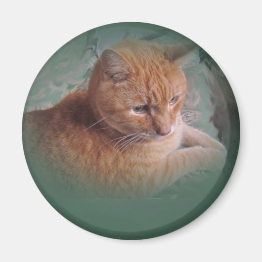 バブバザオレンジ虎猫Tomcat マグネット (正面)