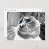 バブルの魅惑のブルース ポストカード (正面/裏面)