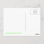 バブル ポストカード (裏面)