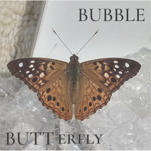 バブルBUTTerfly シール (正面)