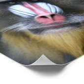 バブーン顔ポスタープリント ポスター (角)