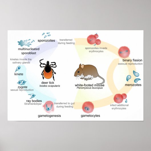 バベシア原虫 (Babesia microti) ライフサイクル ポスター図 ポスター (正面)