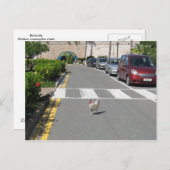 バミューダチキン ポストカード (正面/裏面)