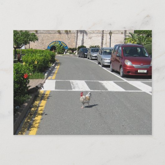 バミューダチキン ポストカード (正面)