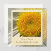 バミューダデイジーフラットカード シーズンカード (正面/裏面)