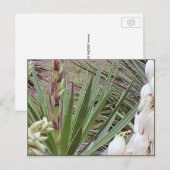 バヨネスペインのットユッカ・ブラッズ ポストカード (正面/裏面)