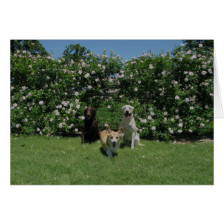 バラおよび子犬