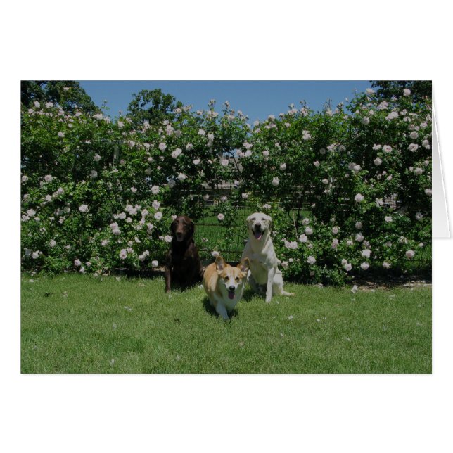 バラおよび子犬 (正面横)