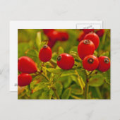 バラお尻 ポストカード (正面/裏面)