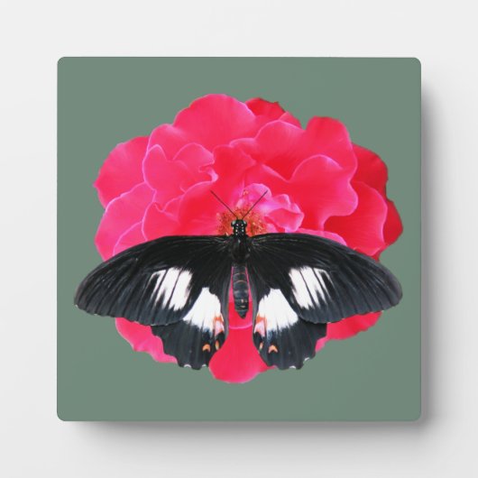バラとアゲハチョウ フォトプラーク (正面)