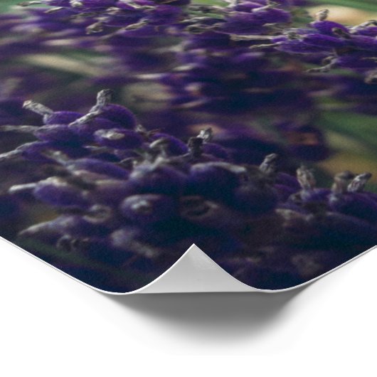 バラとプロヴァンス・ガーデンのラベンダーの花 ポスター (角)