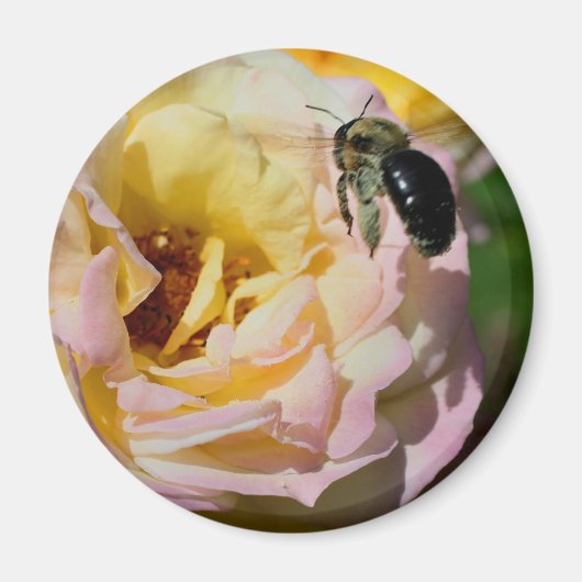 バラとマルハナバチの花の写真 マグネット (正面)