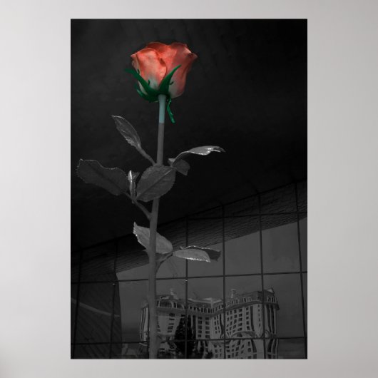 バラとリフレクション、ラスベガス ポスター (正面)