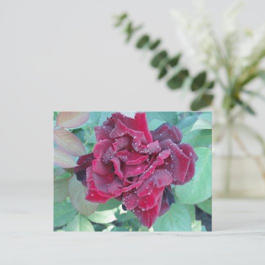 バラと朝露 ポストカード (スタンド正面)