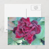 バラと朝露 ポストカード (正面/裏面)