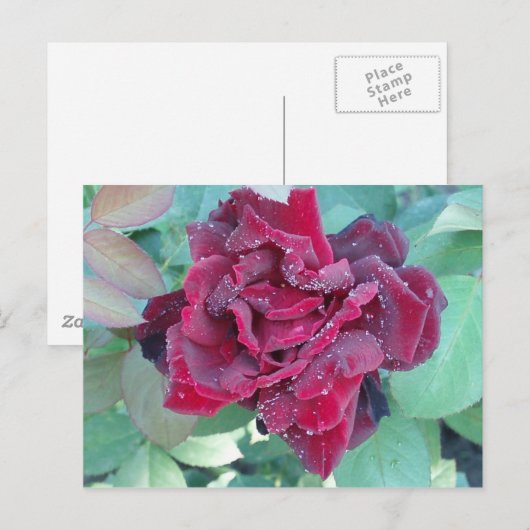 バラと朝露 ポストカード (正面/裏面)