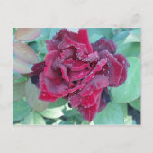 バラと朝露 ポストカード (正面)