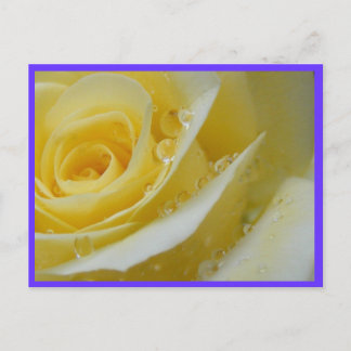 バラと水滴 ポストカード