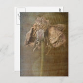 バラと錆No 3 ポストカード (正面/裏面)