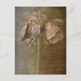 バラと錆No 3 ポストカード