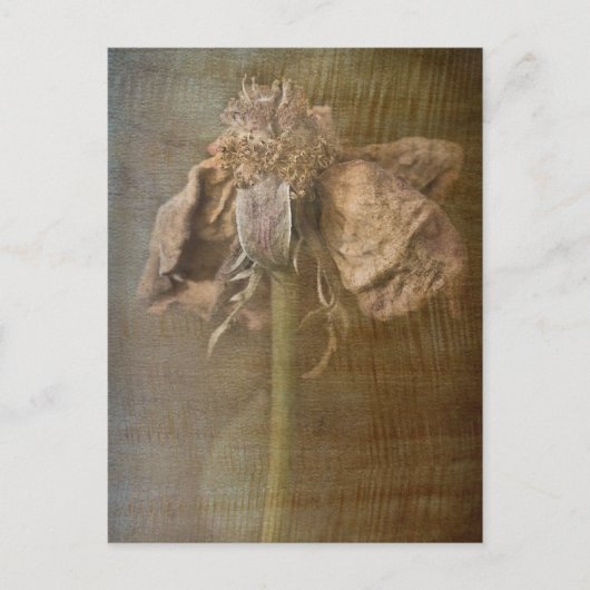 バラと錆No 3 ポストカード (正面)