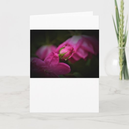 バラと雨滴、カード カード (正面)