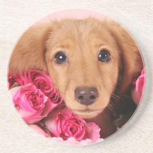 バラによって囲まれるダックスフントの子犬 コースター (正面)