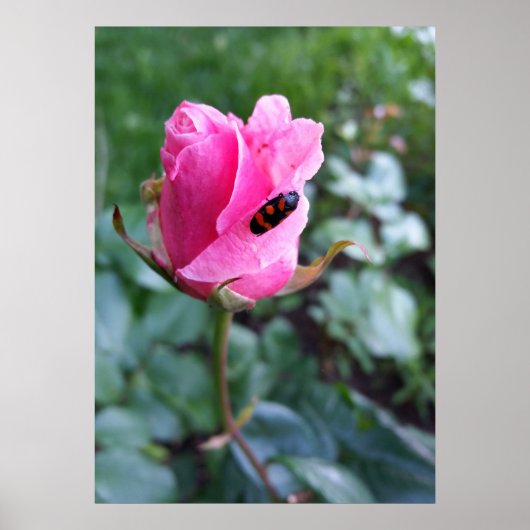 バラに休む ポスター (正面)