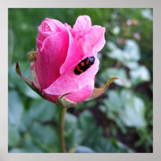 バラに休む ポスター (正面)