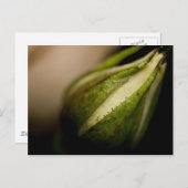 バラのつぼみのクローズアップ(マクロ) ポストカード (正面/裏面)