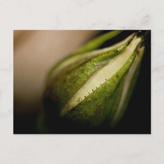 バラのつぼみのクローズアップ(マクロ) ポストカード (正面)